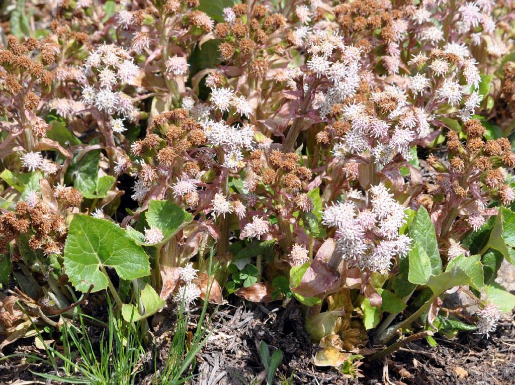 Petasites hybridus (Farfaraccio maggiore)